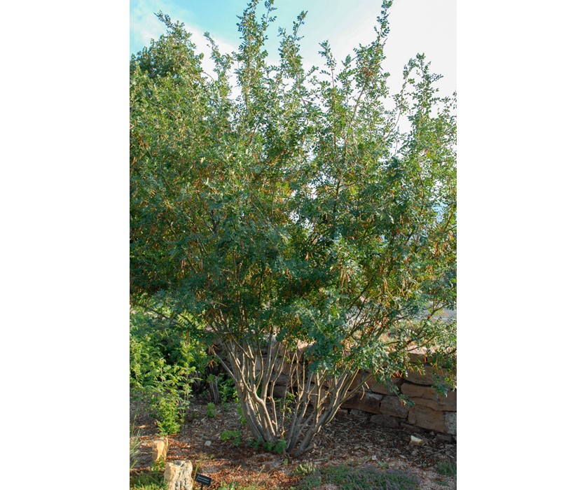 Siberian Peashrub